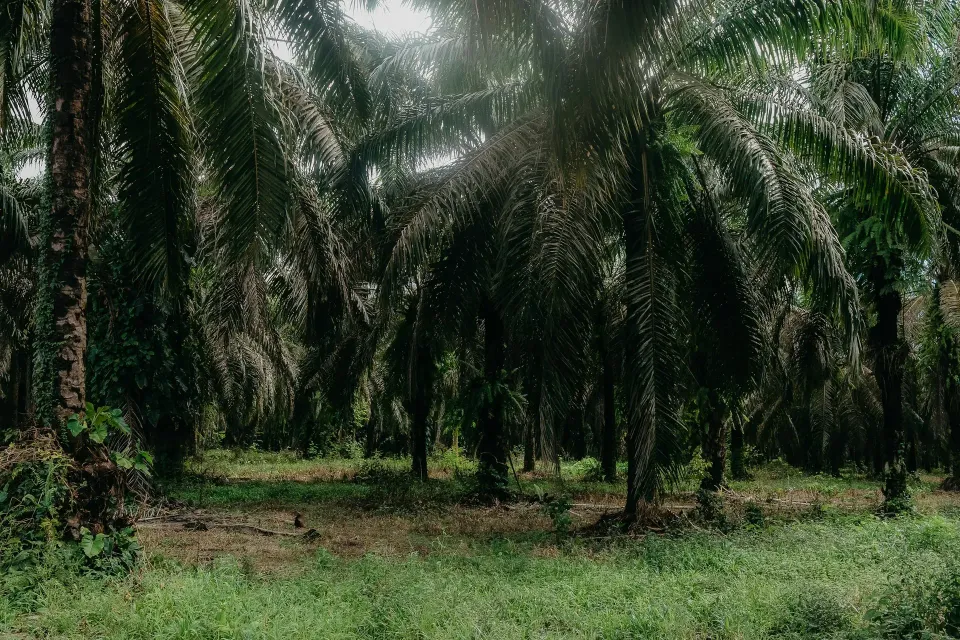 Kebun kelapa sawit yang rimbun