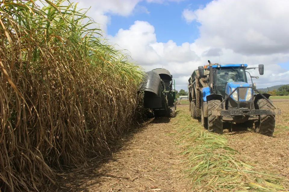 Traktor mengangkut hasil panen di samping ladang tebu
