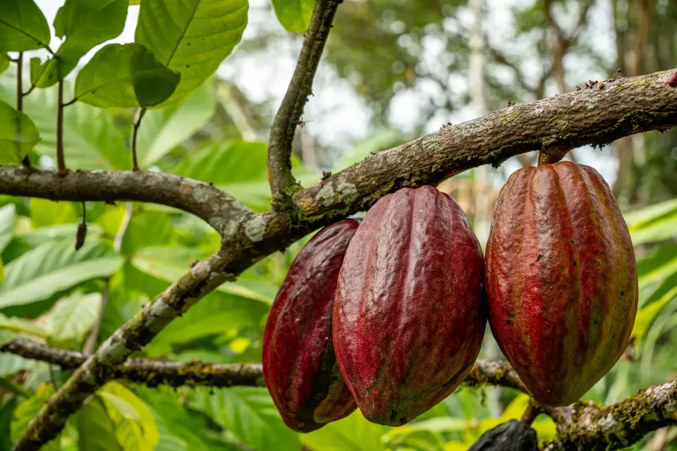 Buah kakao di pohonnya