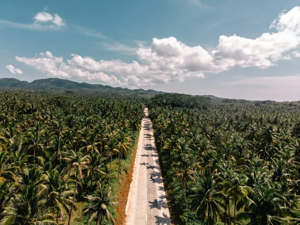 Foto udara jalan lurus di tengah perkebunan
